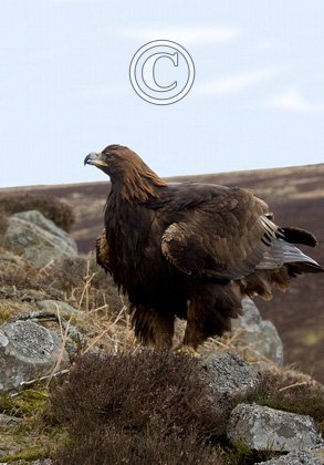 Golden Eagle  DM0447